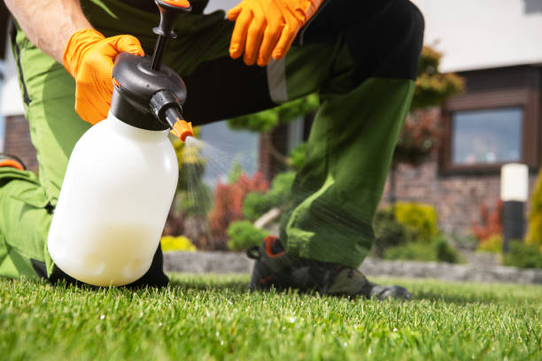Best Wasp Removal Services  in Lahaina, HI