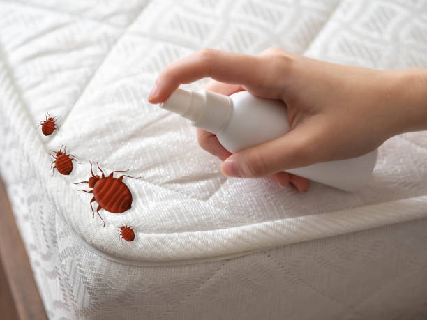 Best Bed Bug Extermination  in Lahaina, HI