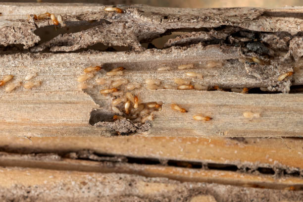 Best Termite Control Services  in Lahaina, HI
