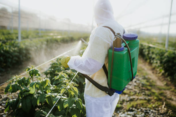 Best Local Pest Control Services  in Lahaina, HI